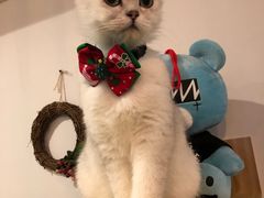 -共舞时光猫咖·狗咖(新街口店)
