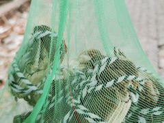 -渔娘蟹庄(阳澄湖莲花岛店)