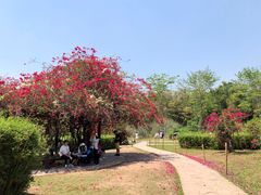 -中国科学院西双版纳热带植物园