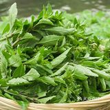 舌尖上的春日精灵——枸杞头