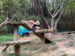 -广州长隆野生动物世界