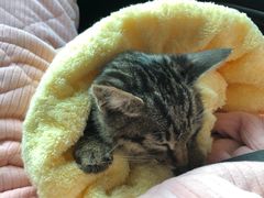 -美联众合动物医院(·中兽医·疑难杂症·严家桥分院)