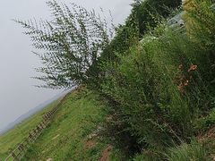 -敕勒川草原