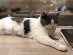 -飞行喵MR PILOT|猫舍·猫咖(静安大融城店)