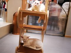 -飞行喵MR PILOT|猫舍·猫咖(静安大融城店)