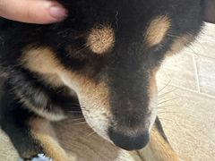 -南京Hallo宠物乐园·哈罗犬舍·柴犬繁育基地