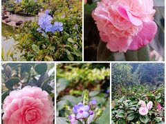 -深圳市中科院仙湖植物园