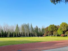 -合肥滨湖国家森林公园