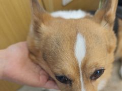 -美联众合动物医院·24h转诊中心