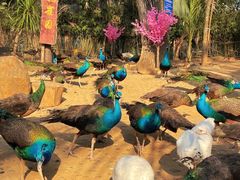 -西双版纳勐泐文化旅游区