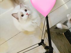 -佳怡动物医院·平价24小时·猫专科骨外科