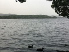 -西湖外事游船(花港观鱼码头)