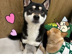 -和它·交个朋友·狗咖猫咖(爱琴海店)