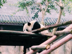 仙芝竹尖熊猫生态园-仙芝竹尖生态园旅游景区