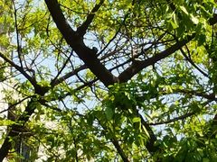 -重庆市奥林匹克体育中心-游泳跳水馆