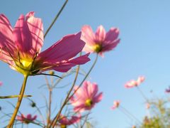 -武陵山森林公园