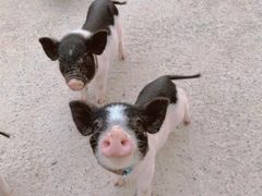 -前小桔亲子创意农场·草莓采摘·露营烧烤