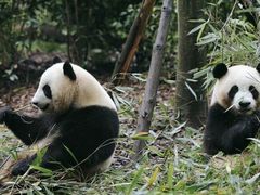 -成都大熊猫繁育研究基地