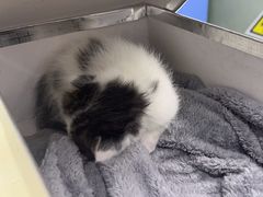 -瑞派动物医院·猫专科·至诚(江南中分院)