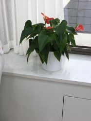 点击看大图 -悟空祛痘·诺奖技术专业店