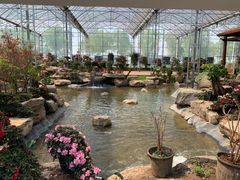 -海上花岛玫瑰园采摘