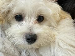 -萌宠之家·腊肠犬·马尔泰·小体犬舍