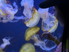 -珠海长隆海洋王国