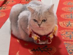 -瑞鹏宠物医院·骨科·猫科·内科(第一中心)