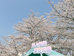 -顾村公园