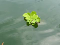 -桂林兴坪漓江
