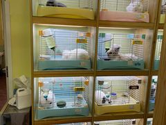-宠物兔专门店(天丰利市场店)