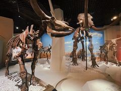 -国家自然博物馆