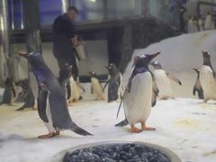 -悉尼海洋生物水族馆