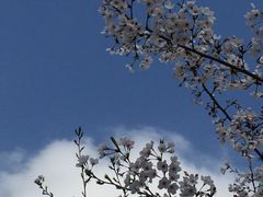 -新虹桥中心花园