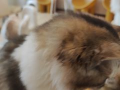 -有喵·猫咖·狗咖·30几只猫10只小狗(岗厦店)