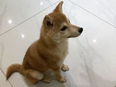 -柴源莊·柴小宠柴犬咖啡
