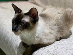 -藏猫猫咖啡主题馆(中央大道店)