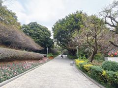-金鸡山公园