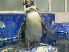 -太平洋海底世界