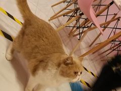 -三花喵·撸猫购宠·宠物生活馆(虹桥南丰城店)