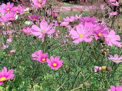 -松山湖梦幻百花洲