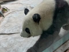 -灵玲国际马戏城