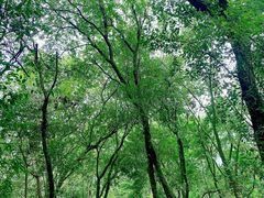 -西湖风景区-江洋畈生态公园