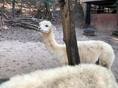 -清迈夜间动物园