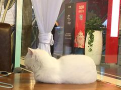-猫小院猫主题餐厅(三里屯店)