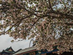 -天津大悲禅院