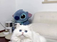 -猫十亿·布偶金渐层·曼基康矮脚猫舍(青年路店)