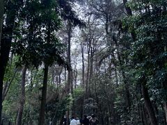 -铁山坪森林公园