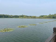 -溱湖国家湿地公园