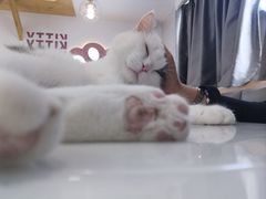 -喵园·猫主题咖啡厅·撸猫·猫咖(国贸店)